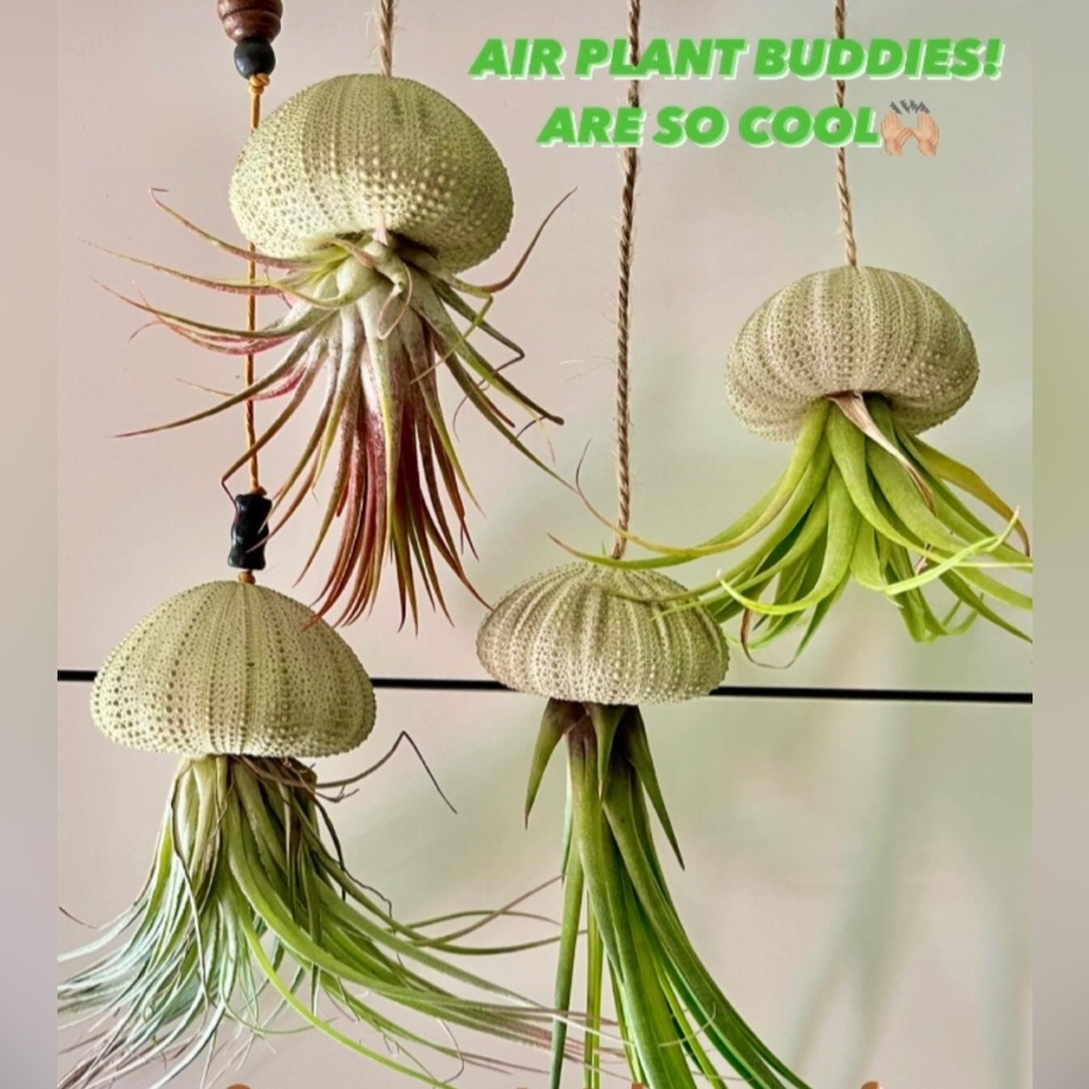🔆AIR PLANT BUDDIES🔆 LIVE PLANTS prices vary - Picture 1 of 2